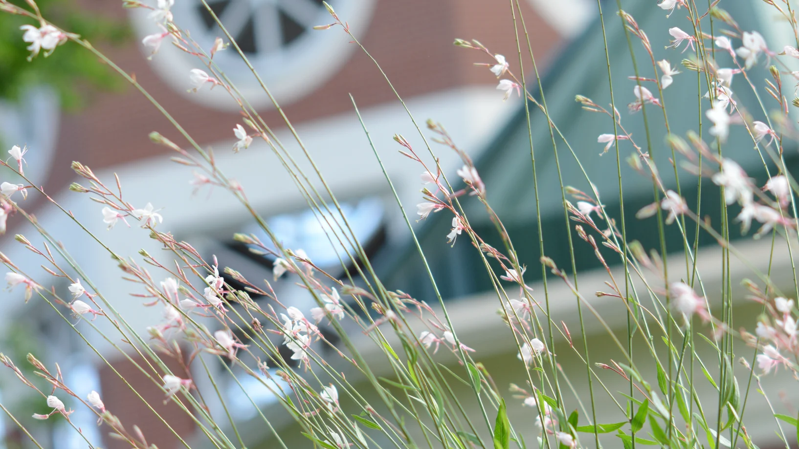 little wild flowers