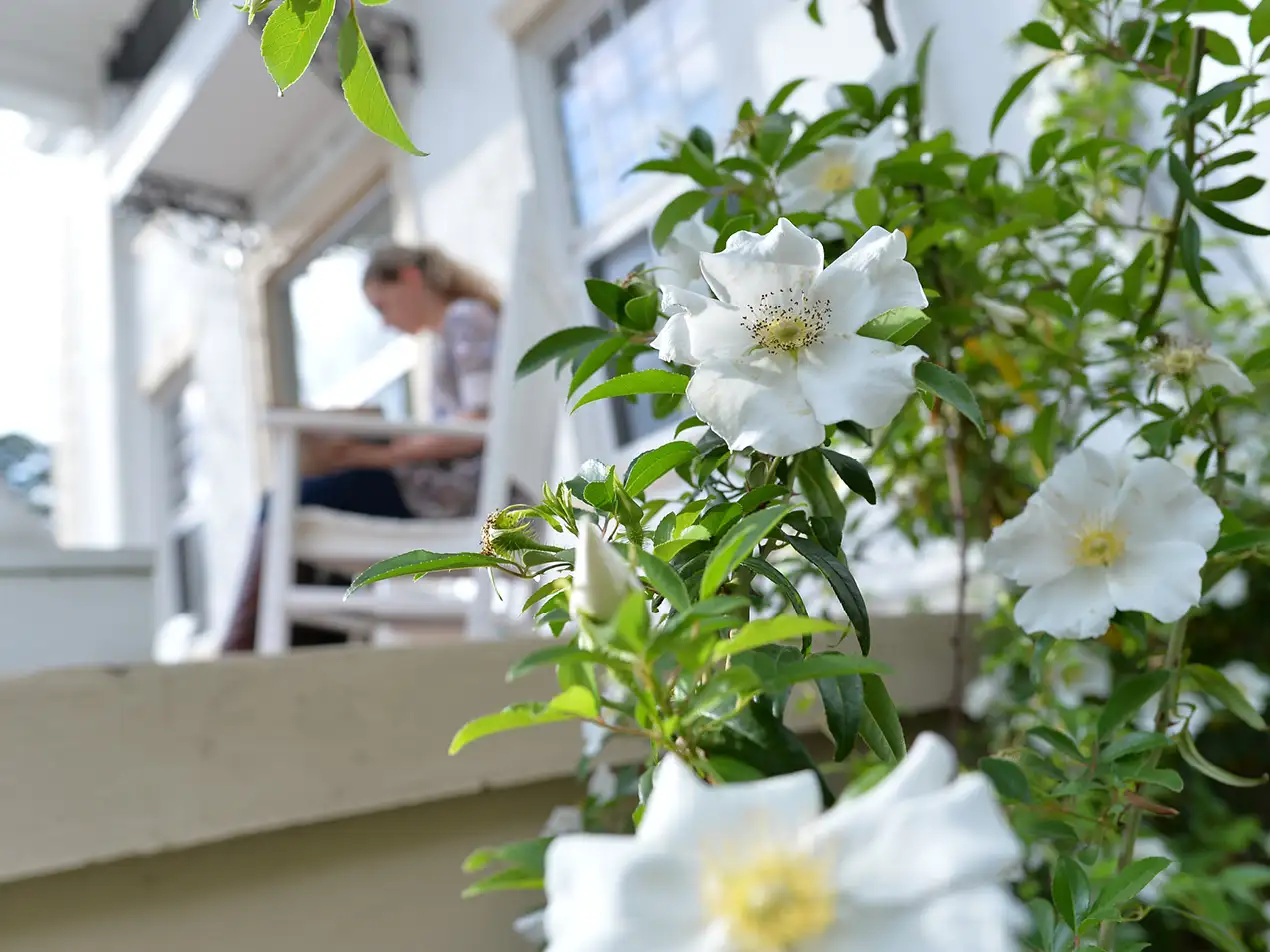 cherokee rose
